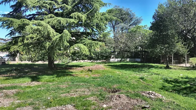 Trata na parceli z veliko cedro, nekaj metrov nad tlemi